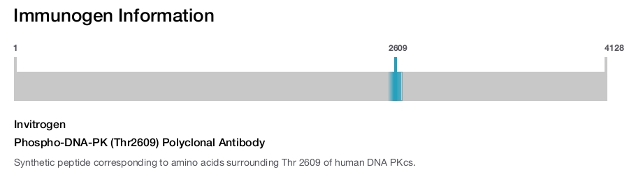 Phospho-DNA-PK (Thr2609) Polyclonal Antibody