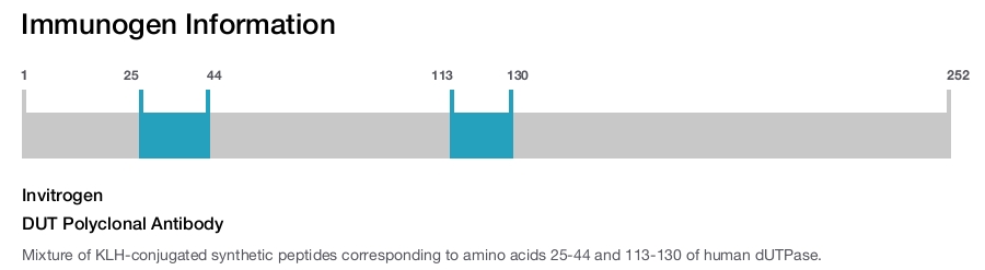DUT Polyclonal Antibody