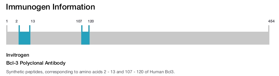 Bcl-3 Polyclonal Antibody
