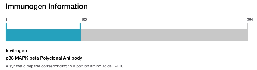 p38 MAPK beta Polyclonal Antibody