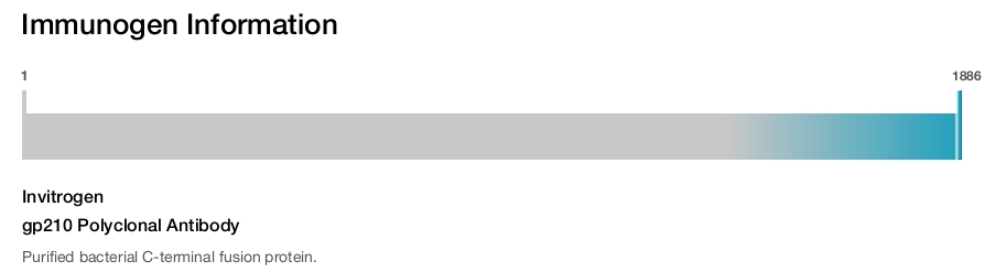 gp210 Polyclonal Antibody