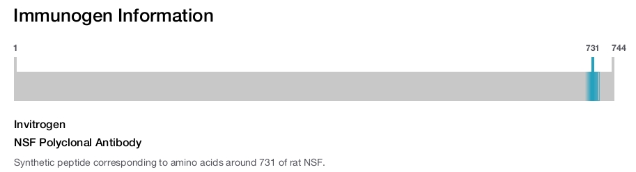 NSF Polyclonal Antibody