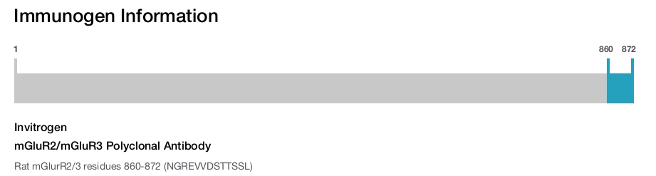 mGluR2/mGluR3 Polyclonal Antibody