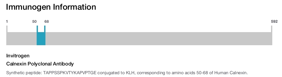 Calnexin Polyclonal Antibody