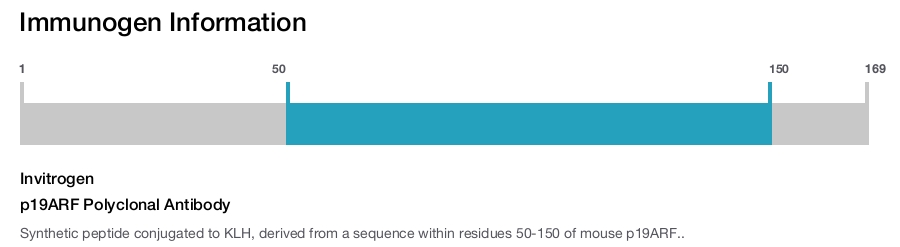 p19ARF Polyclonal Antibody