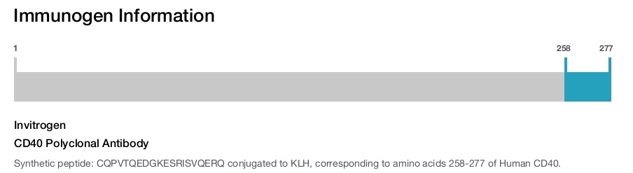 CD40 Polyclonal Antibody