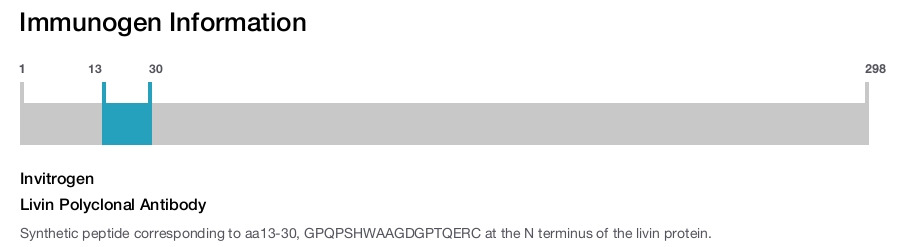 Livin Polyclonal Antibody