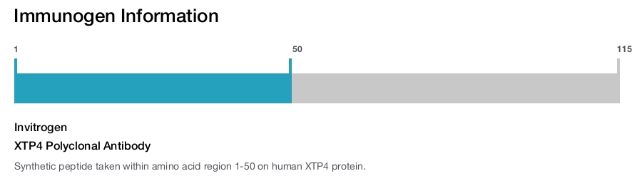 XTP4 Polyclonal Antibody