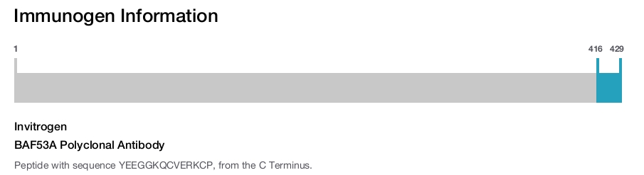 BAF53A Polyclonal Antibody
