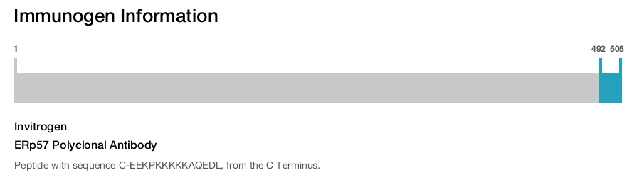 ERp57 Polyclonal Antibody