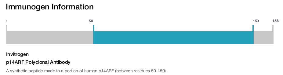 p14ARF Polyclonal Antibody