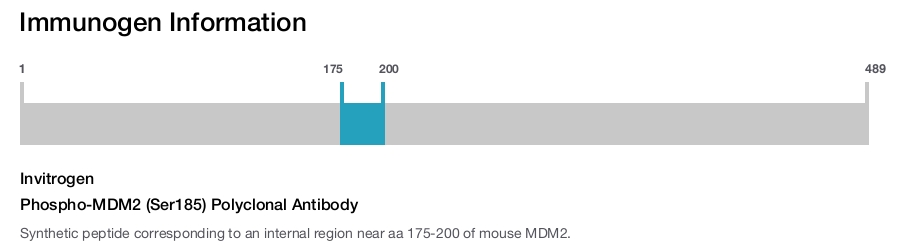 Phospho-MDM2 (Ser185) Polyclonal Antibody