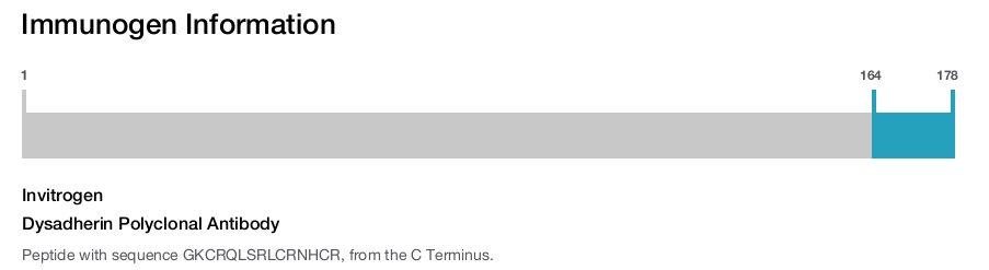 Dysadherin Polyclonal Antibody