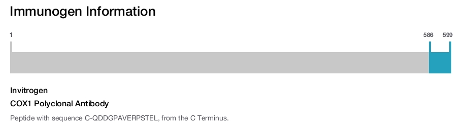 COX1 Polyclonal Antibody