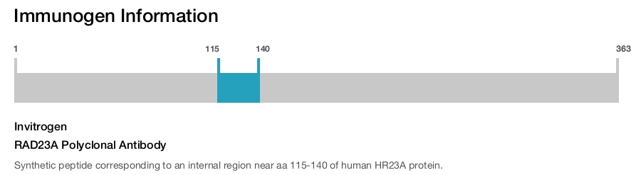 RAD23A Polyclonal Antibody