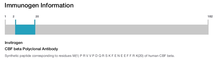 CBF beta Polyclonal Antibody