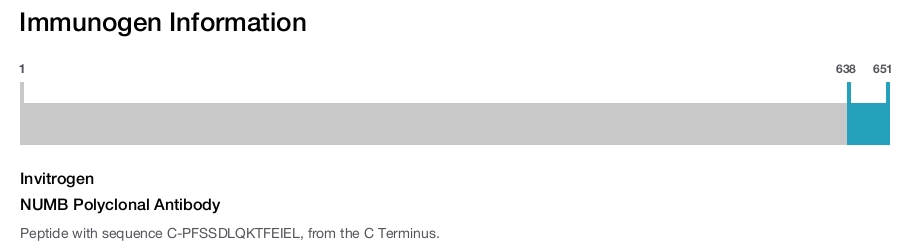 NUMB Polyclonal Antibody