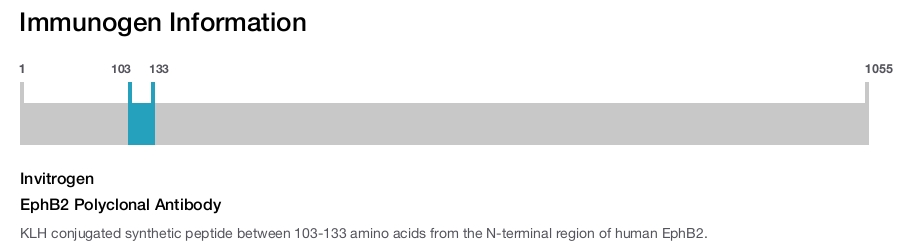 EphB2 Polyclonal Antibody