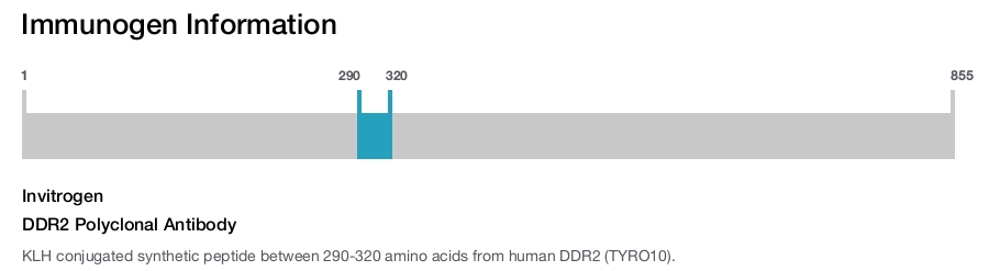 DDR2 Polyclonal Antibody