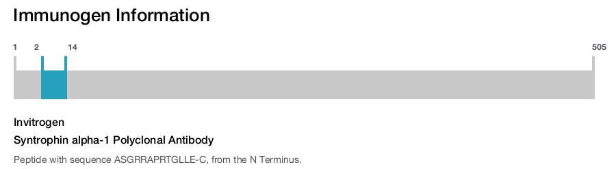 Syntrophin alpha-1 Polyclonal Antibody