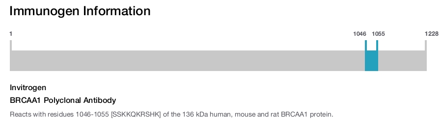 BRCAA1 Polyclonal Antibody