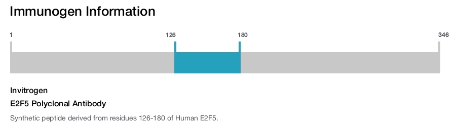 E2F5 Polyclonal Antibody