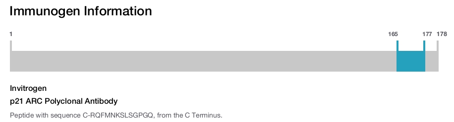 p21 ARC Polyclonal Antibody