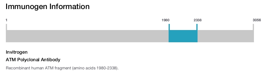 ATM Polyclonal Antibody