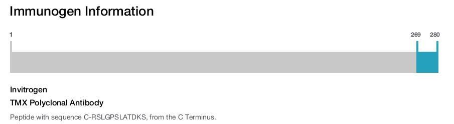 TMX Polyclonal Antibody