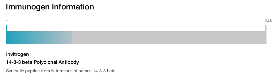14-3-3 beta Polyclonal Antibody
