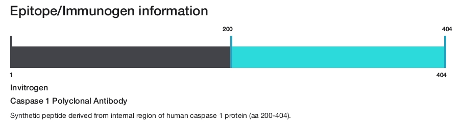 Caspase 1 Polyclonal Antibody