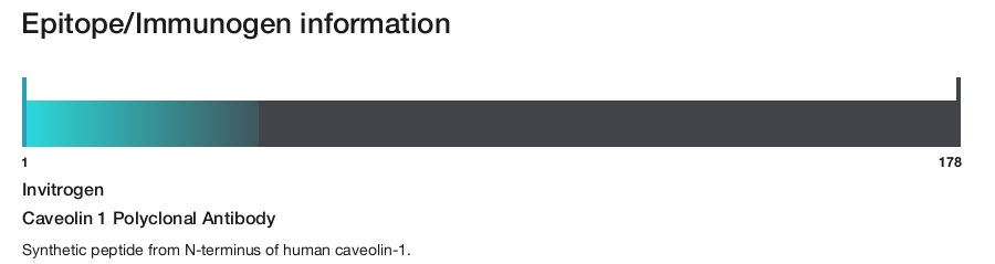 Caveolin 1 Polyclonal Antibody