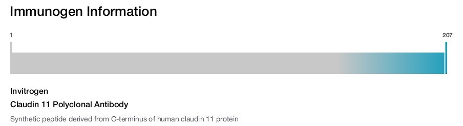 Claudin 11 Polyclonal Antibody