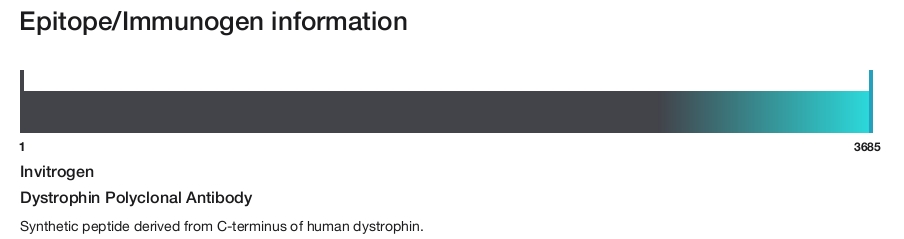 Dystrophin Polyclonal Antibody