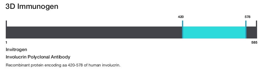 Involucrin Polyclonal Antibody