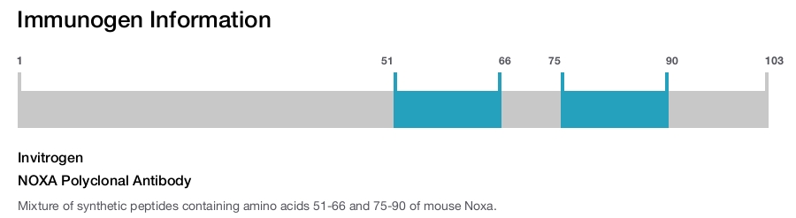 NOXA Polyclonal Antibody