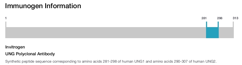 UNG Polyclonal Antibody