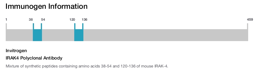 IRAK4 Polyclonal Antibody