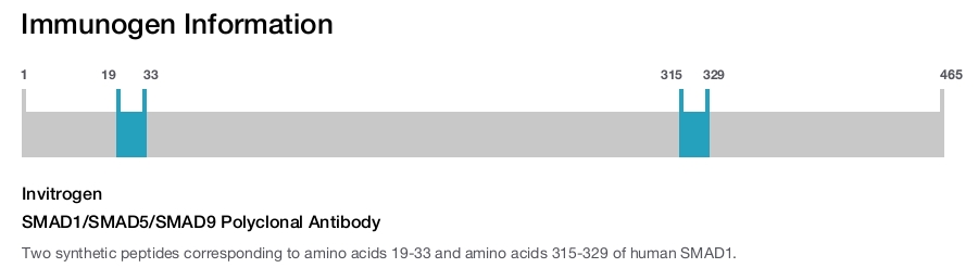 SMAD1/SMAD5/SMAD9 Polyclonal Antibody