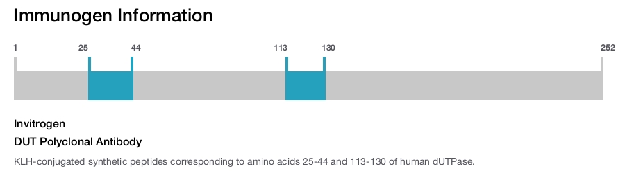 DUT Polyclonal Antibody