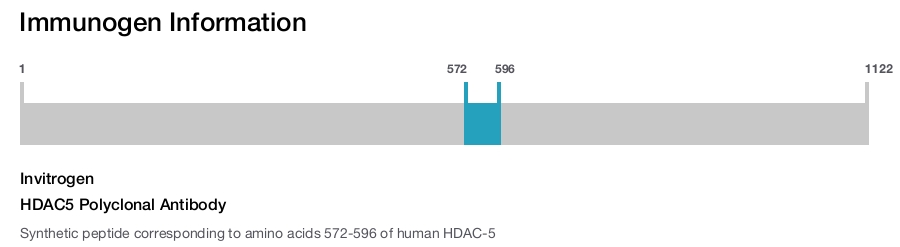 HDAC5 Polyclonal Antibody