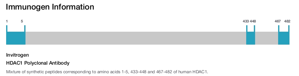 HDAC1 Polyclonal Antibody