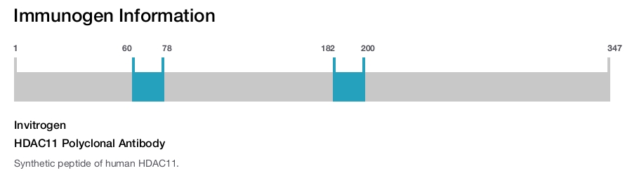 HDAC11 Polyclonal Antibody