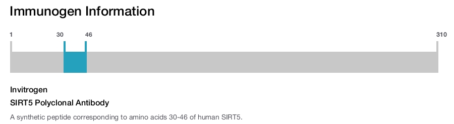 SIRT5 Polyclonal Antibody