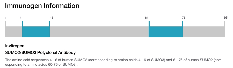 SUMO2/SUMO3 Polyclonal Antibody