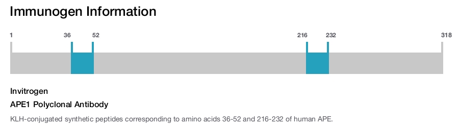 APE1 Polyclonal Antibody
