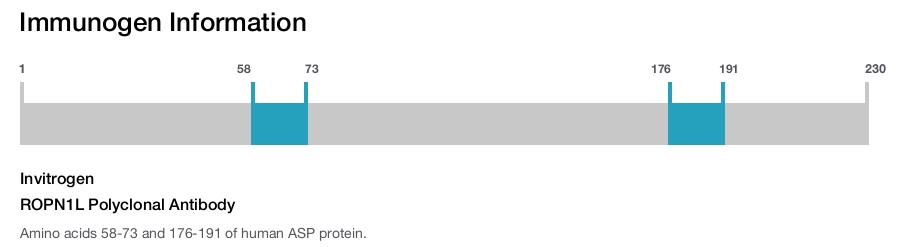 ROPN1L Polyclonal Antibody