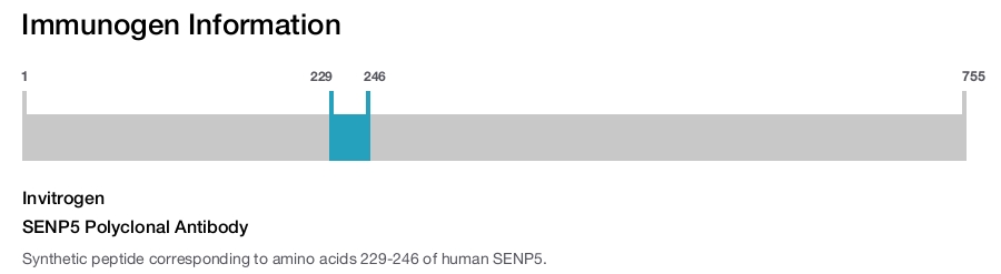 SENP5 Polyclonal Antibody