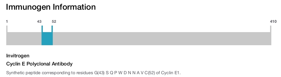 Cyclin E Polyclonal Antibody