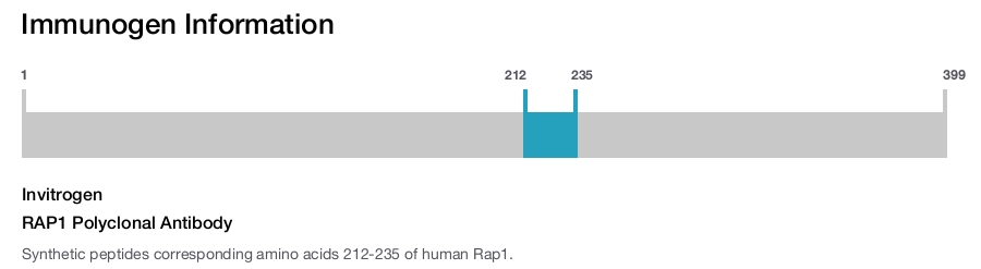 RAP1 Polyclonal Antibody